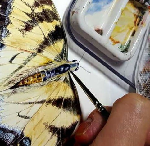Dibujo de insectos