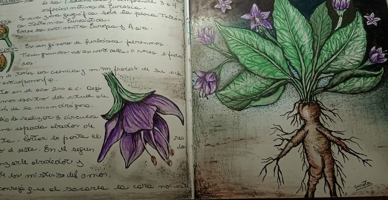 Ilustraciones botánicas